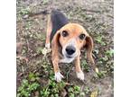 Adopt Coca Cola a Beagle