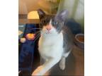 Adopt Leo (Undercat) a Domestic Short Hair
