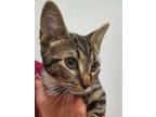 Adopt Charlie a Domestic Short Hair
