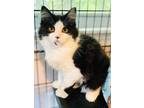 Adopt Bogey a Domestic Long Hair