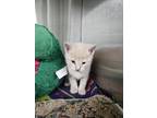 Adopt Waddle a Domestic Short Hair