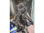 Adopt Cheerios a Domestic Short Hair
