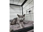 Adopt Beechnut a Russian Blue