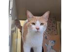Adopt Oak (Barn Cat) a Domestic Short Hair