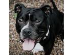 Adopt Catfish a Mixed Breed