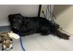 Adopt Charlie a Australian Shepherd, Retriever