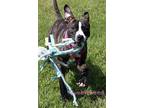 Adopt Tumbleweed a Pit Bull Terrier, Mixed Breed