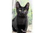 Adopt Iron Indigo a Domestic Short Hair