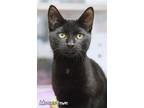 Adopt Moonstone a Domestic Short Hair