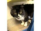Adopt Eucalyptus a Domestic Long Hair, Domestic Short Hair