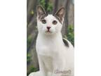 Adopt Coconut a Domestic Short Hair