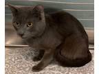 Adopt Mark a Domestic Short Hair