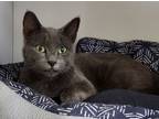 Adopt Linus a Domestic Short Hair