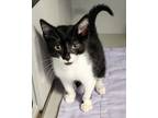 Adopt Trigger a Domestic Short Hair