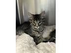 Adopt Toulouse a Domestic Medium Hair, Domestic Short Hair
