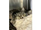 Adopt Teagan a Domestic Medium Hair, Domestic Short Hair