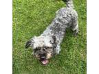 Adopt Chubs a Poodle, Terrier