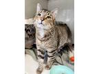 Adopt Knight a Domestic Short Hair