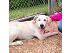 Adopt Harbor DIKO 2 a German Shepherd Dog, Mountain Cur