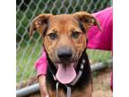 Adopt Caspian DIKO 2 a German Shepherd Dog, Mountain Cur
