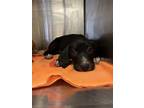 Adopt Mesquite a Pit Bull Terrier, Mixed Breed