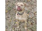 Adopt Lambo a Pit Bull Terrier, Dogue de Bordeaux