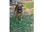Adopt Benzie a Mastiff