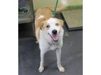 Adopt Bingo a Border Collie, Mixed Breed