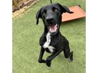 Adopt Tickle a Black Labrador Retriever