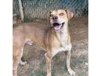 Adopt ButterScotch a Hound, Mixed Breed