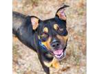 Adopt Theo a American Staffordshire Terrier