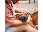 Adopt Dunkin Butterbeans a American Staffordshire Terrier
