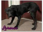 Adopt Lorenzo a Mixed Breed