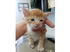 Adopt Pops a Domestic Short Hair