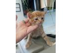 Adopt Pepper a Domestic Short Hair