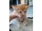 Adopt Pinto a Domestic Short Hair