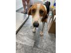 Adopt Boone a Hound
