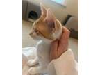 Adopt Flamingo24 a Domestic Short Hair