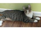 Adopt Fenwick24 a Domestic Short Hair