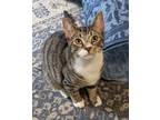 Adopt Fractal24 a Domestic Short Hair