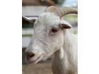 Adopt Jake a Goat