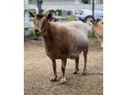 Adopt George a Goat