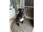 Adopt Pop Tart - Available in Foster a Pit Bull Terrier, Mixed Breed