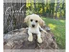 Havanese PUPPY FOR SALE ADN-819179 - Havanese Puppy