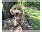 Poochon PUPPY FOR SALE ADN-819192 - Poochon Puppy