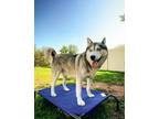Adopt Sinatra a Siberian Husky