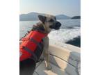 Adopt Troy Bolton a Shepherd, Siberian Husky