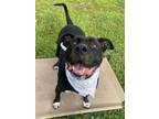 Adopt Orion a Pit Bull Terrier