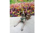 Adopt Jethro a Foxhound