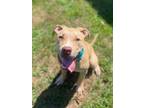 Adopt Biscuit a Pit Bull Terrier
